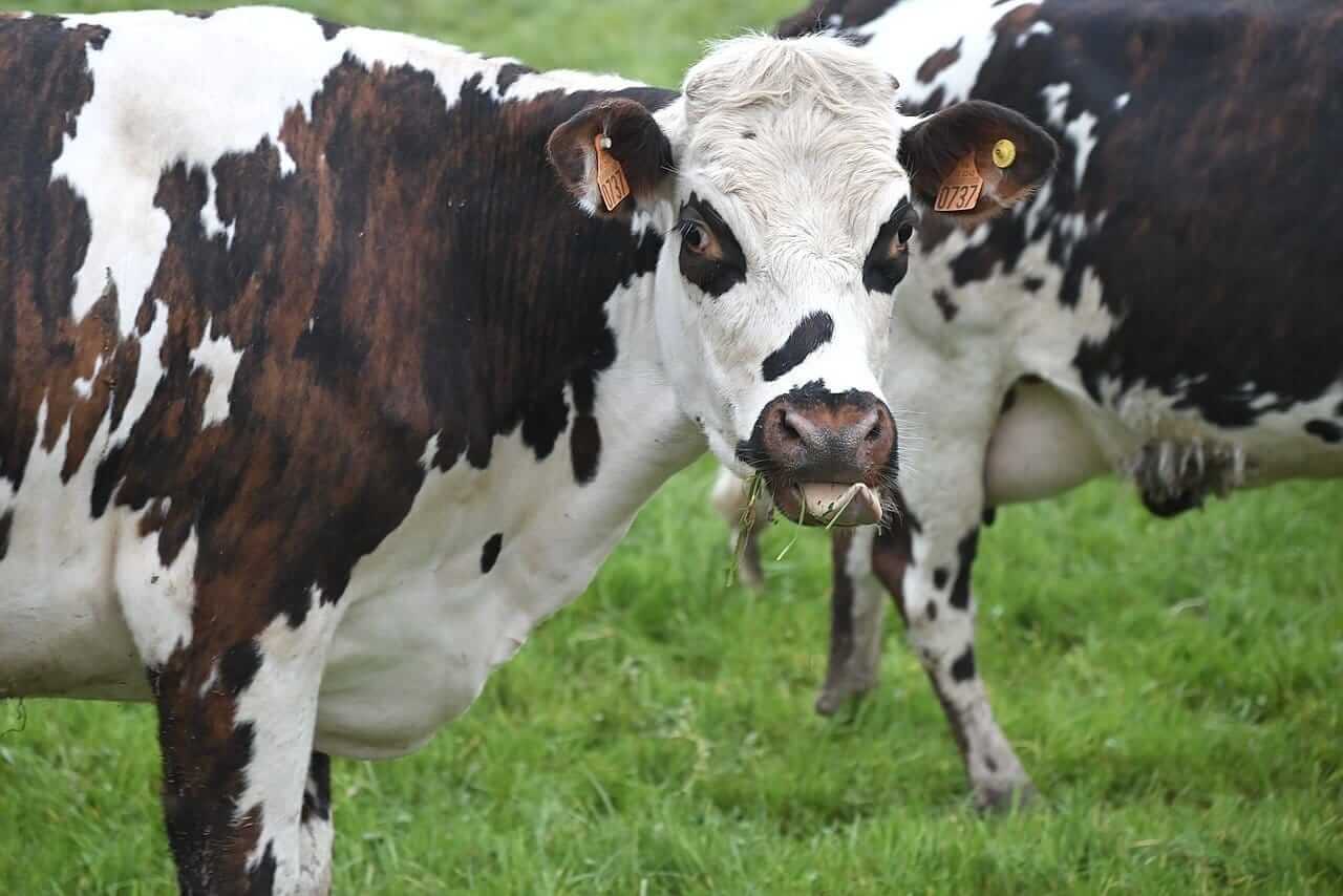 Cattle Finding Some Buyers on Monday with Beef Bouncing at Midday