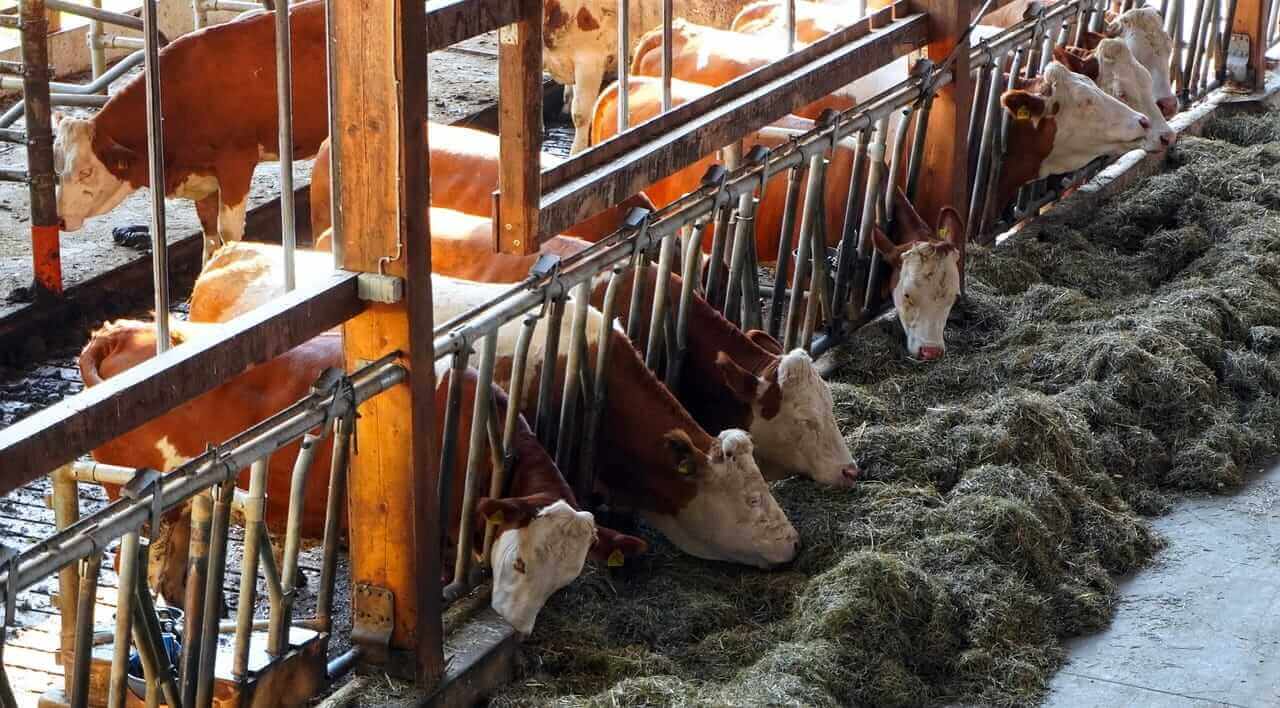 Cattle Continue Weakness on Wednesday as Beef Fails to Find Its Footing
