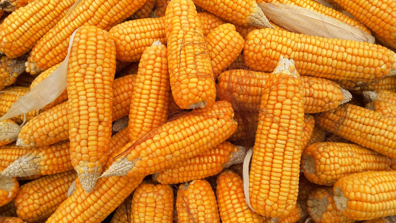 Corn Posting Gains at Monday’s Midday