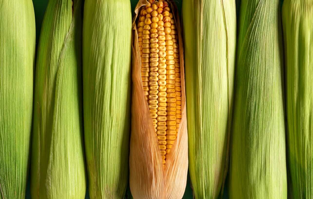 Corn Rallies on Friday with the Help of a Bull Friendly USDA Report