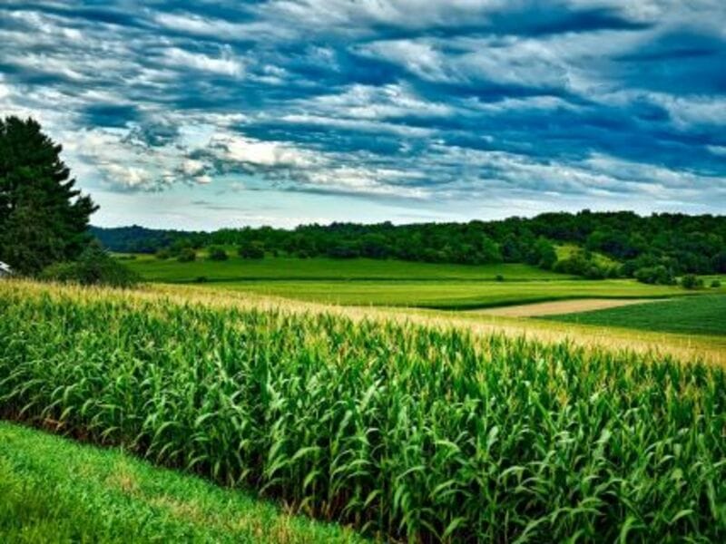 Corn Rallying Again Out of the Weekend