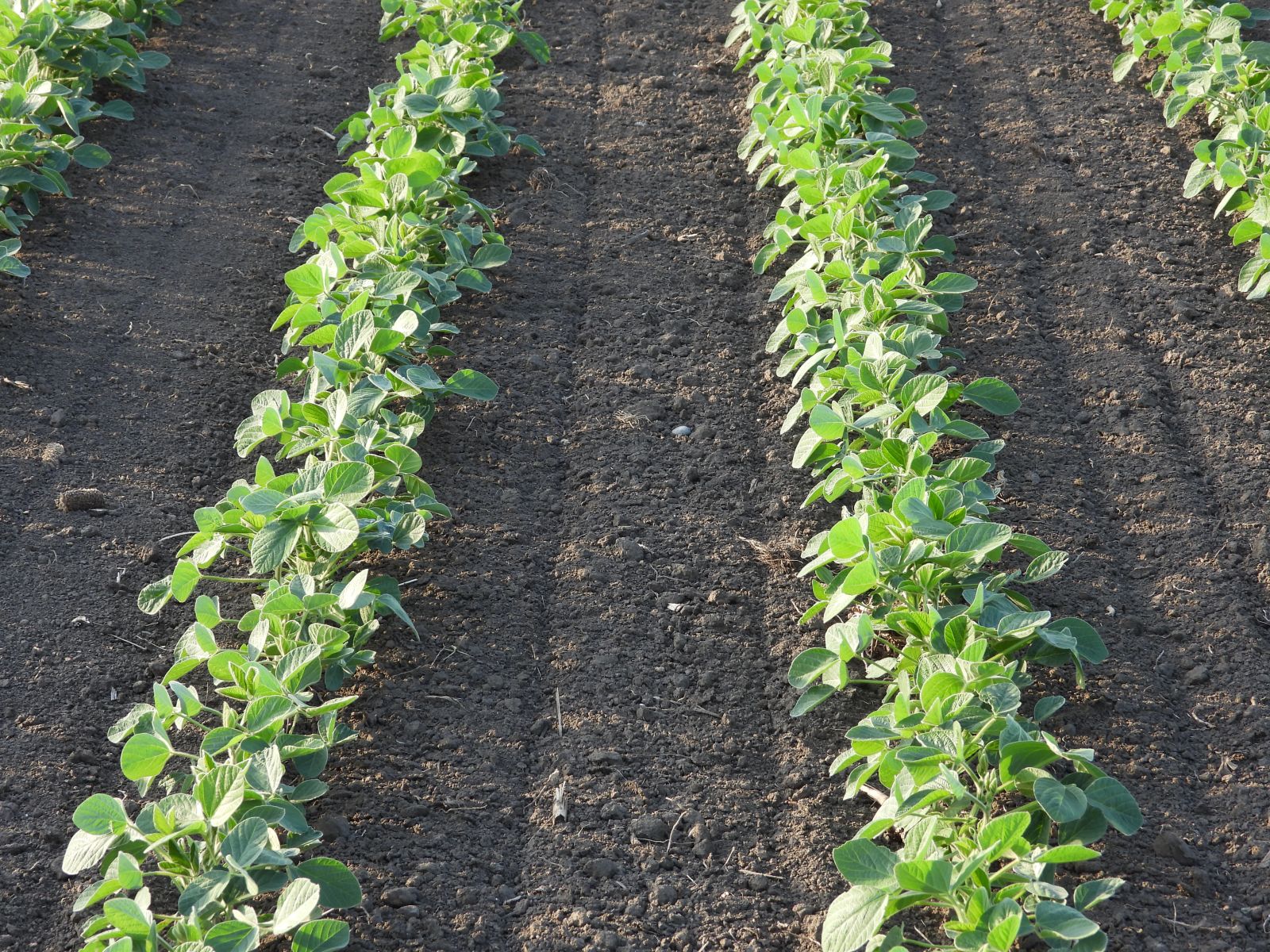 Soybeans Rallying with More Export Business