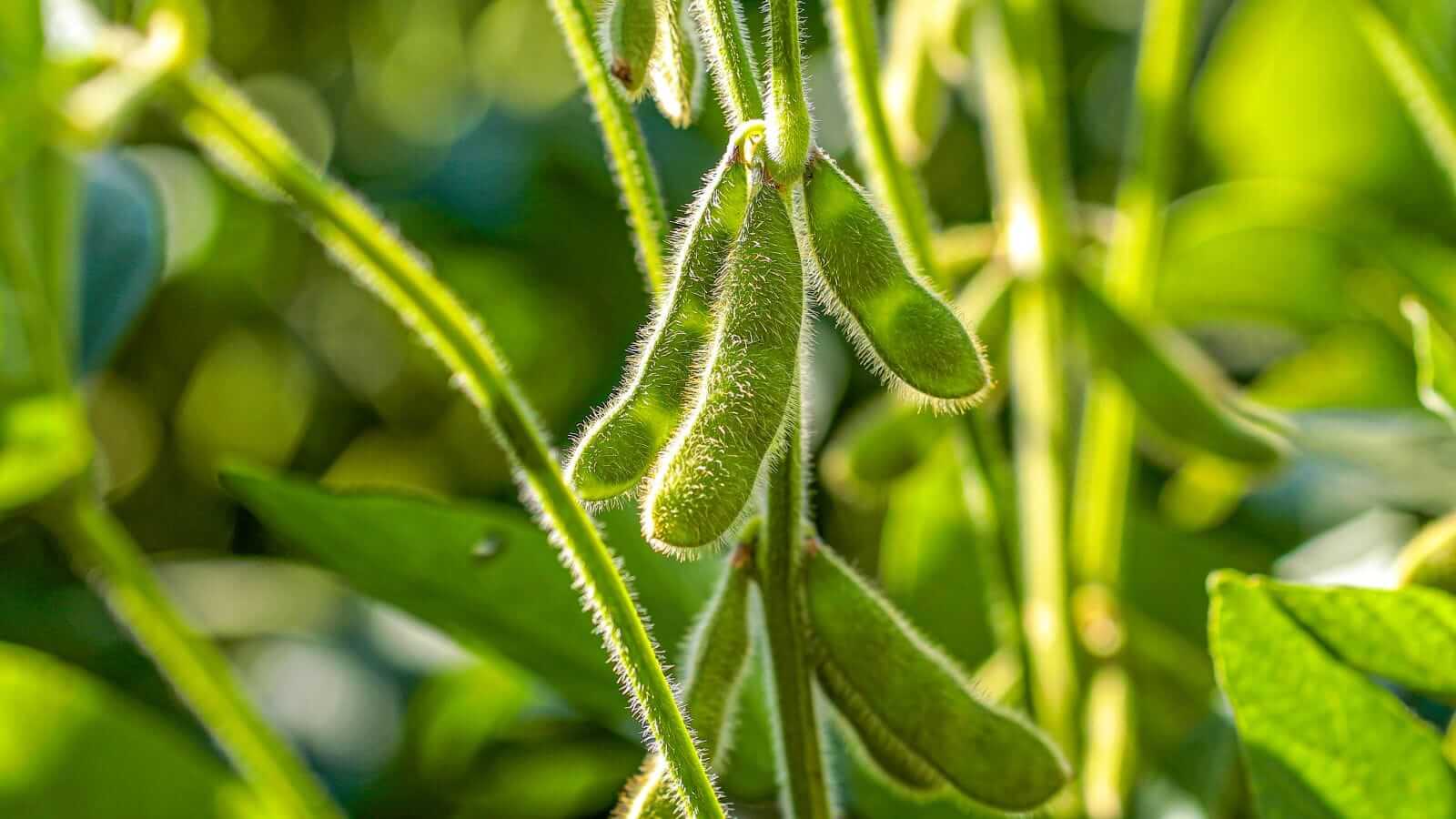 Soybeans Holding Higher to Start Wednesday