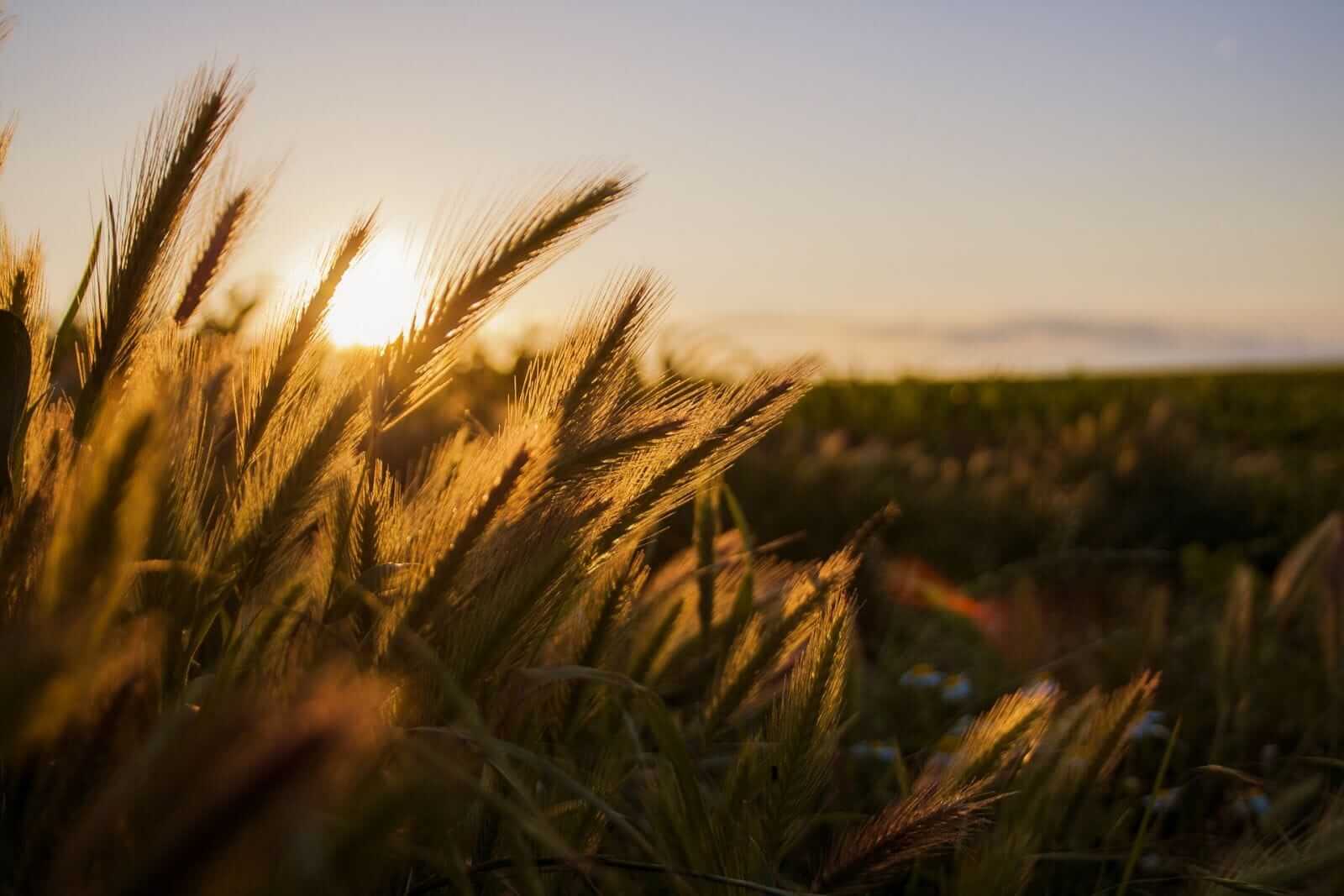 Wheat Futures Hanging On to Most of Wednesday’s Rally