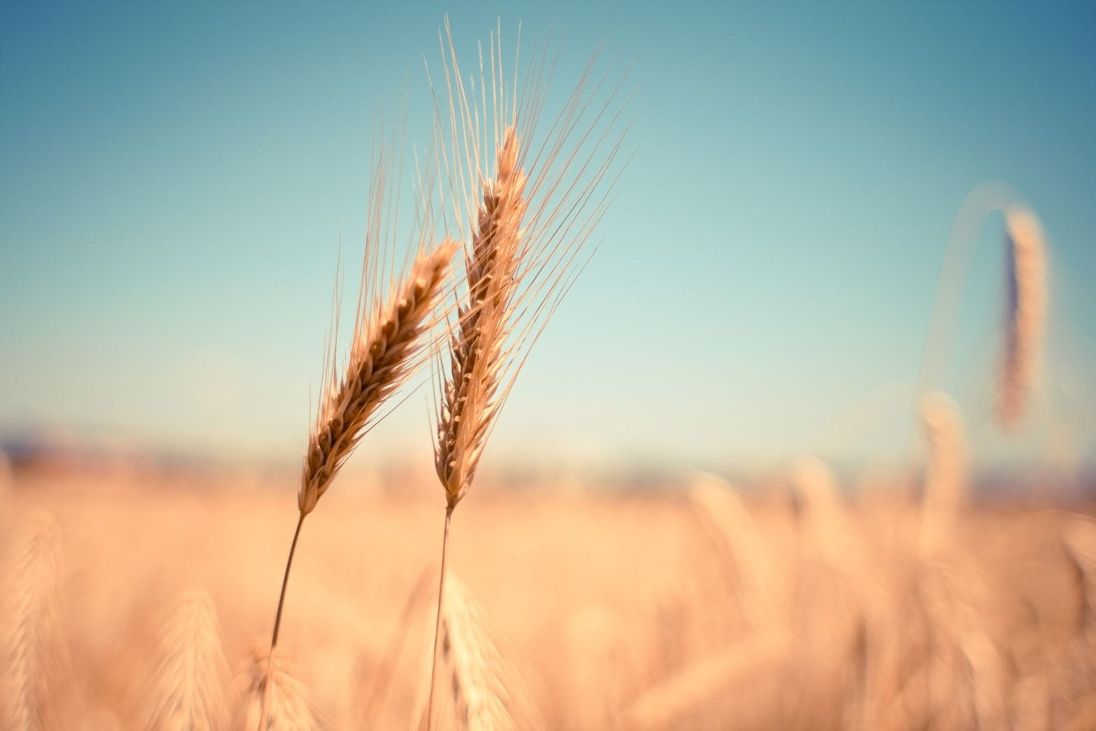 Wheat Slips Back on Monday